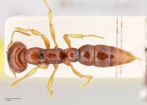 Amblyopone australis specimen FOCOL0834 image focol0834_1