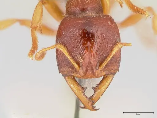 Amblyopone australis specimen FOCOL0834 image focol0834_2