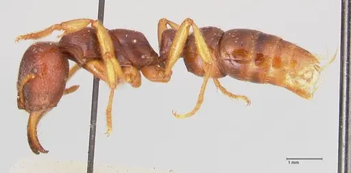 Amblyopone australis specimen FOCOL0834 image focol0834_3