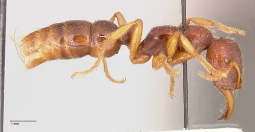 Amblyopone australis specimen FOCOL0834 image focol0834_4