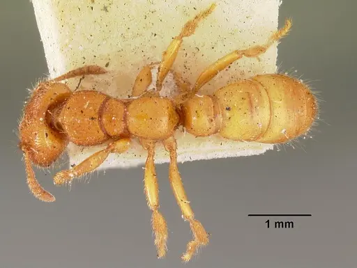 Amblyopone clarki specimen CASENT0102194 image casent0102194_1