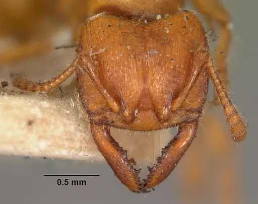 Amblyopone clarki specimen CASENT0102194 image casent0102194_2