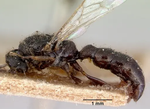 Amblyopone clarki specimen CASENT0172189 image casent0172189_3