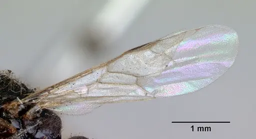 Amblyopone clarki specimen CASENT0172189 image casent0172189_4