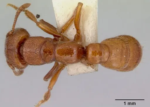 Amblyopone clarki specimen CASENT0172190 image casent0172190_1