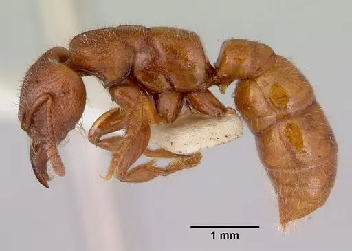 Amblyopone clarki specimen CASENT0172190 image casent0172190_3