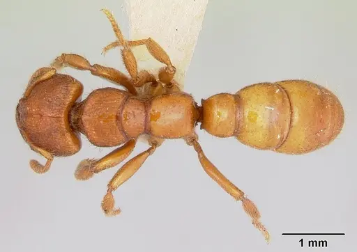 Amblyopone clarki specimen CASENT0172816 image casent0172816_1