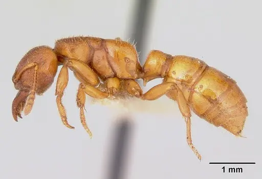 Amblyopone clarki specimen CASENT0172816 image casent0172816_3