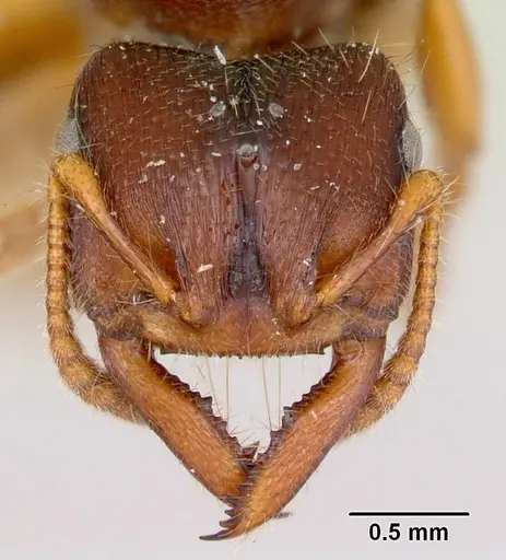 Amblyopone clarki specimen CASENT0172817 image casent0172817_2