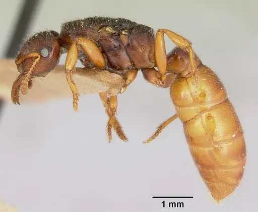 Amblyopone clarki specimen CASENT0172817 image casent0172817_3