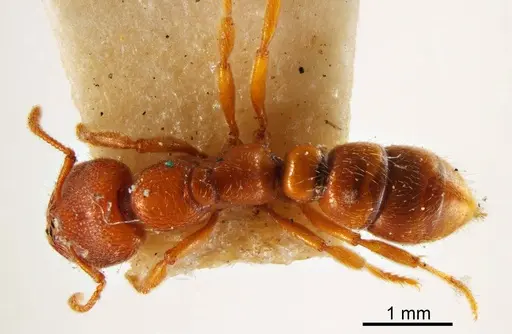 Amblyopone ferruginea specimen ANTWEB1008136 image antweb1008136_1