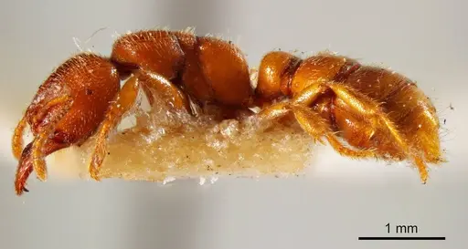 Amblyopone ferruginea specimen ANTWEB1008136 image antweb1008136_2