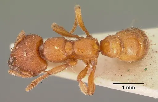 Amblyopone ferruginea specimen CASENT0102191 image casent0102191_1