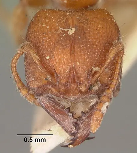 Amblyopone ferruginea specimen CASENT0102191 image casent0102191_2
