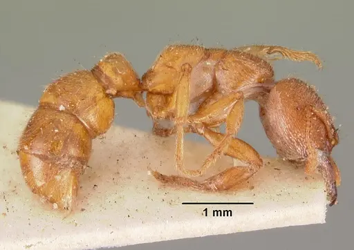 Amblyopone ferruginea specimen CASENT0102191 image casent0102191_3