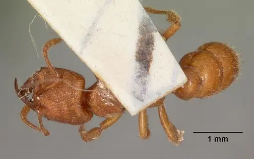Amblyopone ferruginea specimen CASENT0102192 image casent0102192_1