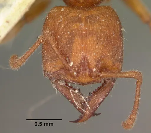 Amblyopone ferruginea specimen CASENT0102192 image casent0102192_2