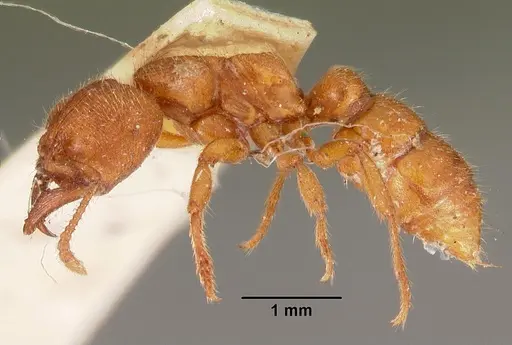 Amblyopone ferruginea specimen CASENT0102192 image casent0102192_3