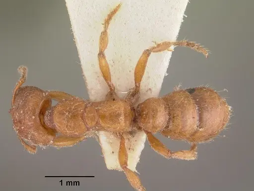Amblyopone ferruginea specimen CASENT0102522 image casent0102522_1