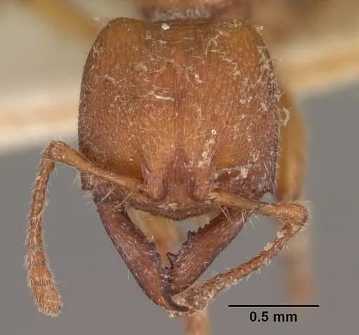 Amblyopone ferruginea specimen CASENT0102522 image casent0102522_2