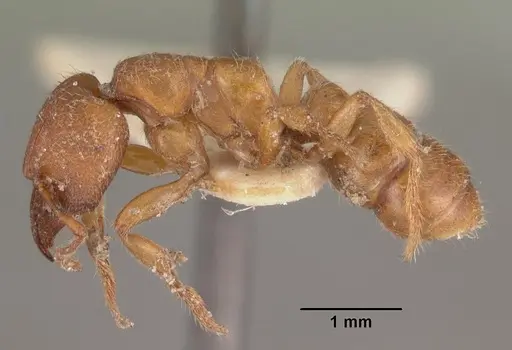 Amblyopone ferruginea specimen CASENT0102522 image casent0102522_3