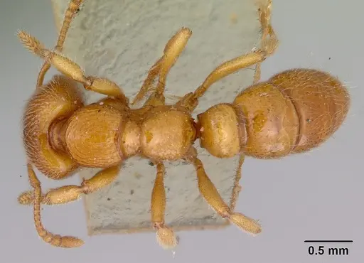 Amblyopone ferruginea specimen CASENT0172197 image casent0172197_1