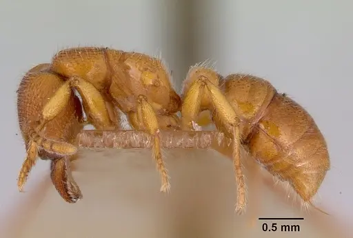 Amblyopone ferruginea specimen CASENT0172197 image casent0172197_3