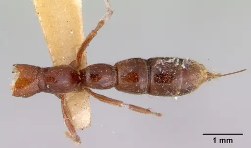 Amblyopone gingivalis specimen CASENT0172201 image casent0172201_1