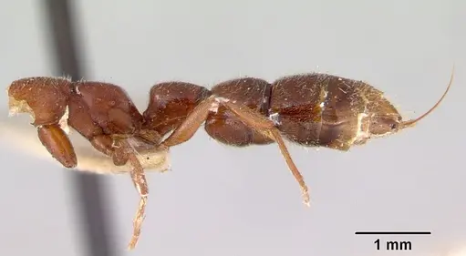 Amblyopone gingivalis specimen CASENT0172201 image casent0172201_2