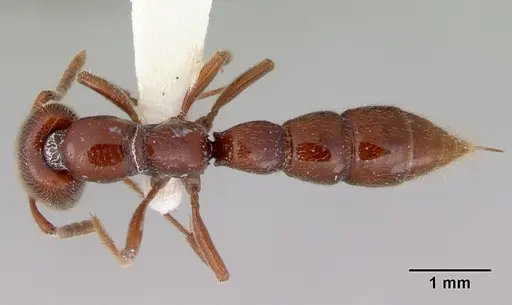 Amblyopone gingivalis specimen CASENT0172202 image casent0172202_1