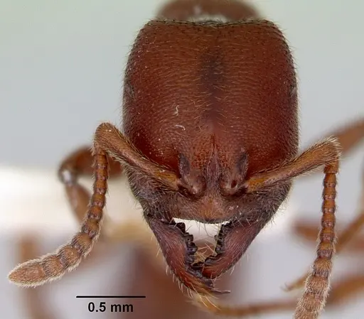 Amblyopone gingivalis specimen CASENT0172202 image casent0172202_2