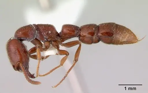 Amblyopone gingivalis specimen CASENT0172202 image casent0172202_3