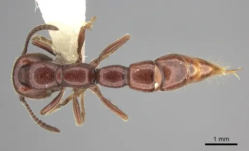 Amblyopone gingivalis specimen CASENT0260446 image casent0260446_1