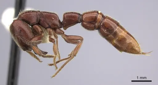 Amblyopone gingivalis specimen CASENT0260446 image casent0260446_3