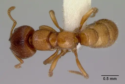 Amblyopone hackeri specimen CASENT0172219 image casent0172219_1