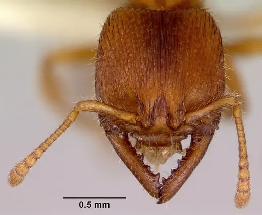 Amblyopone hackeri specimen CASENT0172219 image casent0172219_2