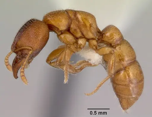 Amblyopone hackeri specimen CASENT0172219 image casent0172219_3