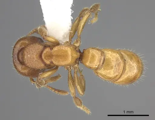 Amblyopone hackeri specimen CASENT0260447 image casent0260447_1