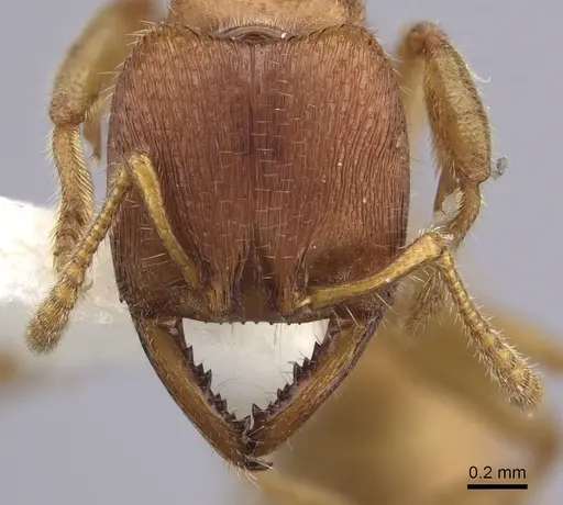 Amblyopone hackeri specimen CASENT0260447 image casent0260447_2