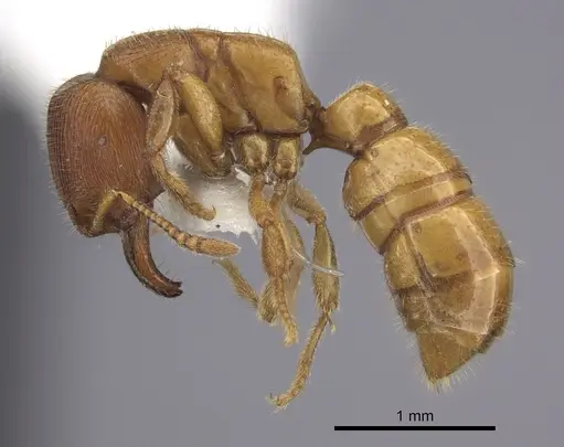 Amblyopone hackeri specimen CASENT0260447 image casent0260447_3