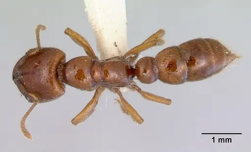 Amblyopone leae specimen CASENT0172391 image casent0172391_1