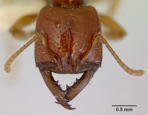 Amblyopone leae specimen CASENT0172391 image casent0172391_2
