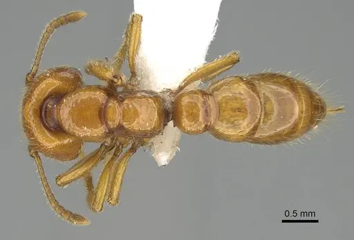 Amblyopone leae specimen CASENT0746791 image casent0746791_1