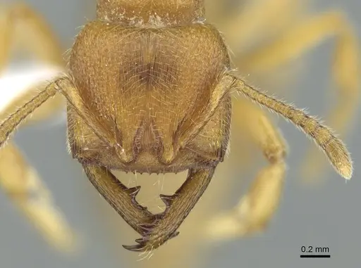 Amblyopone longidens specimen CASENT0100476 image casent0100476_2