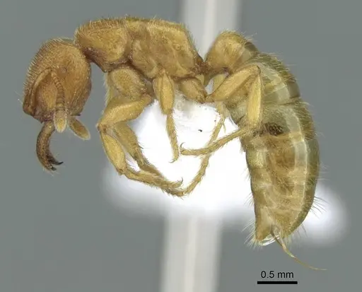 Amblyopone longidens specimen CASENT0100476 image casent0100476_3