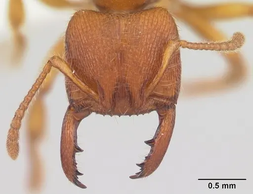 Amblyopone longidens specimen CASENT0100485 image casent0100485_2