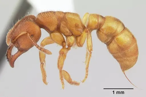 Amblyopone longidens specimen CASENT0100485 image casent0100485_3