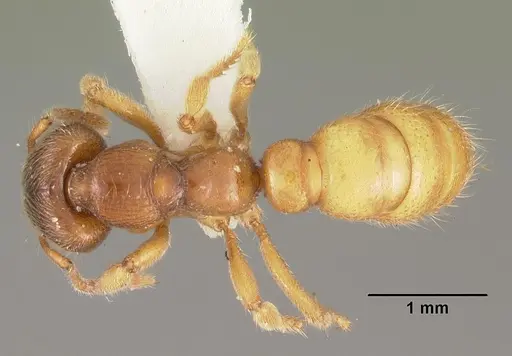 Amblyopone longidens specimen CASENT0102185 image casent0102185_1