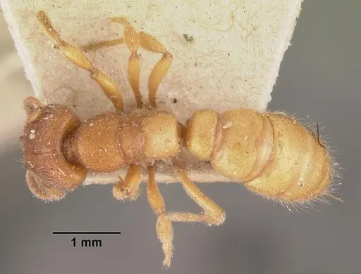 Amblyopone longidens specimen CASENT0102521 image casent0102521_1