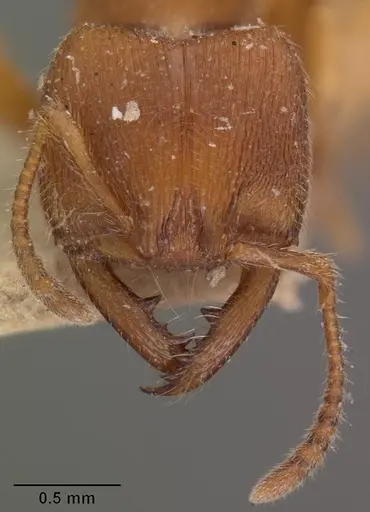 Amblyopone longidens specimen CASENT0102521 image casent0102521_2
